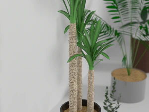 indoor plants 3D Model