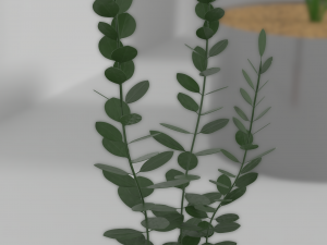 indoor plants Modèle 3D