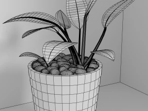 indoor plants 3D Model