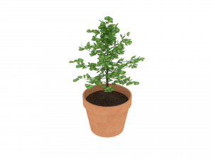 simple pot low poly 3D 모델