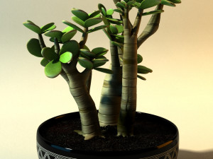 crassula ovata convoluta Modelo 3D