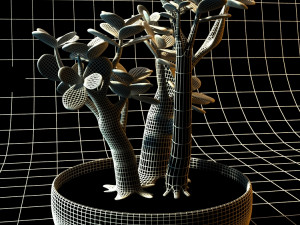 crassula ovata convoluta Modello 3D