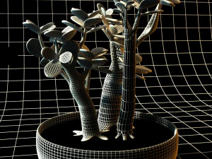 crassula ovata convoluta 3D Model