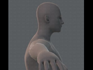 base mesh man character 3D Model