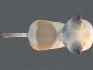 cat cartoon v01 3D Модель