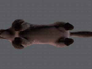 dog base cartoonv02 3D Модель