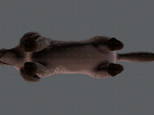 dog base cartoonv02 3D Model