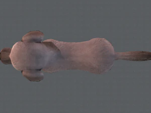 dog base cartoonv02 3D Model