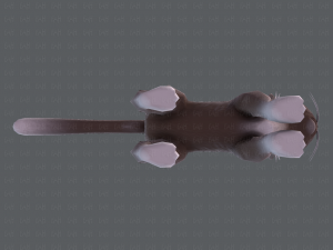 cat cartoon v03 3D Model