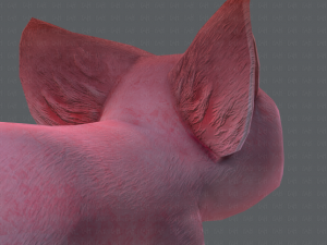 pig cartoon 3D मॉडल