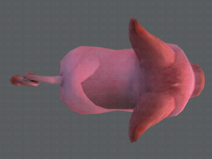 pig cartoon 3D मॉडल