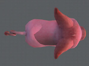 pig cartoon 3D Model
