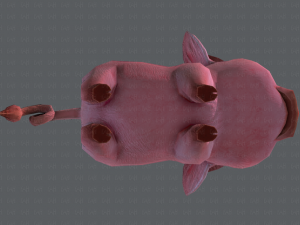 pig cartoon 3D मॉडल