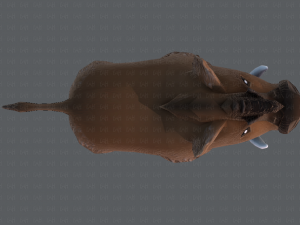 boar cartoon 3D मॉडल