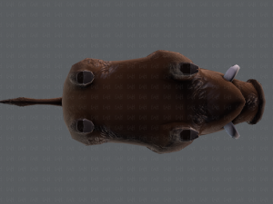 boar cartoon 3D मॉडल