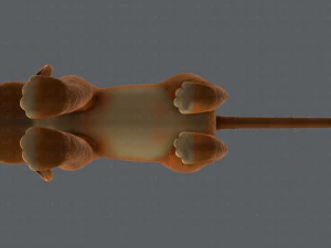 baby lion v01 3D Model