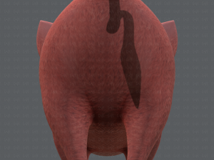 pig cartoon v02 3D मॉडल
