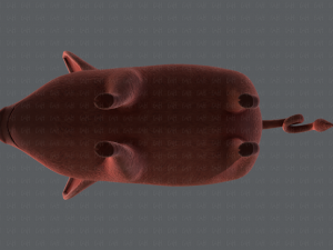 pig cartoon v02 3D मॉडल
