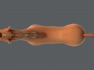 horse v01 3D Model