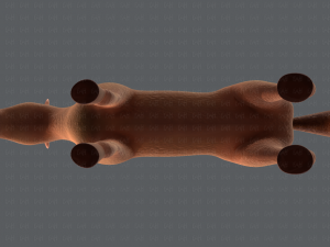horse v01 3D Model