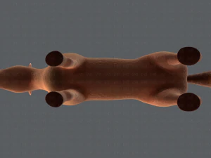 horse v01 3D Model