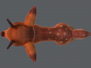 deer v01 Modello 3D
