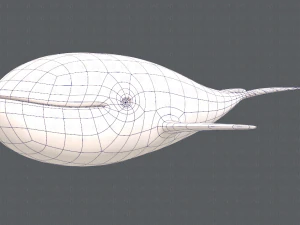 whale v01 3D Model