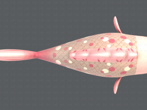 fish v01 3D Model