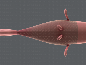 fish v01 3D Model