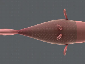 fish v01 3D Model