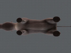 asino v01 Modello 3D