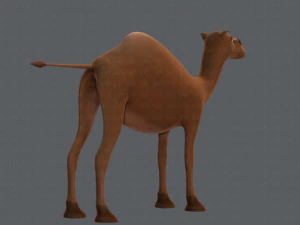 camel v01 3D Model