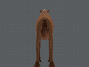 camel v01 Modelo 3D