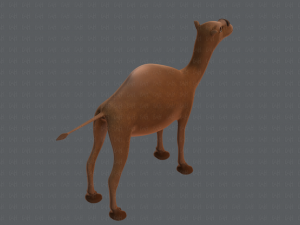 camel v01 Modelo 3D