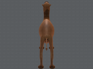 camel v01 Modelo 3D