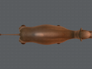 camel v01 Modelo 3D