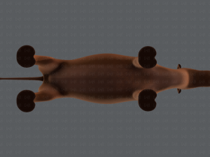 camel v01 Modelo 3D
