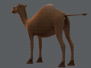 camel v01 Modelo 3D