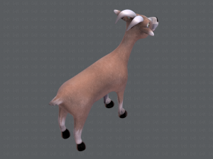 goat v01 Modelo 3D