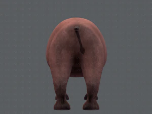 rinoceronte v01 Modello 3D