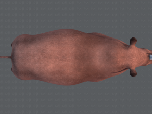 rhino v01 3D Модель