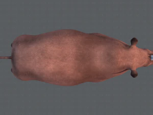 rinoceronte v01 Modello 3D