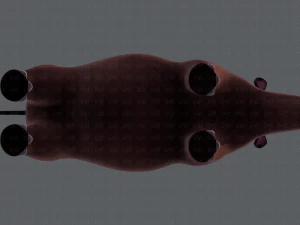 rinoceronte v01 Modello 3D