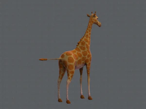 giraffa v01 Modello 3D