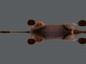 giraffe v01 3D Модель