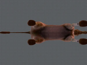 giraffa v01 Modello 3D