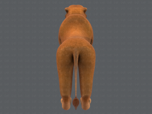 lion v01 3D 模型