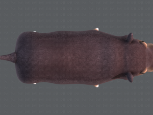 hippo v01 Modelo 3D