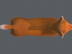 dog base cartoonv05 3D Модель