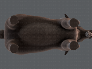 sheep v01 3D Model